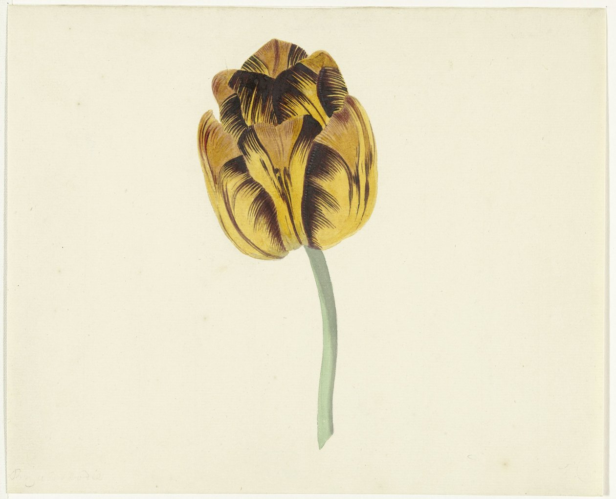 Tulipan kalt Bizard Leodie av Cornelis van Noorde
