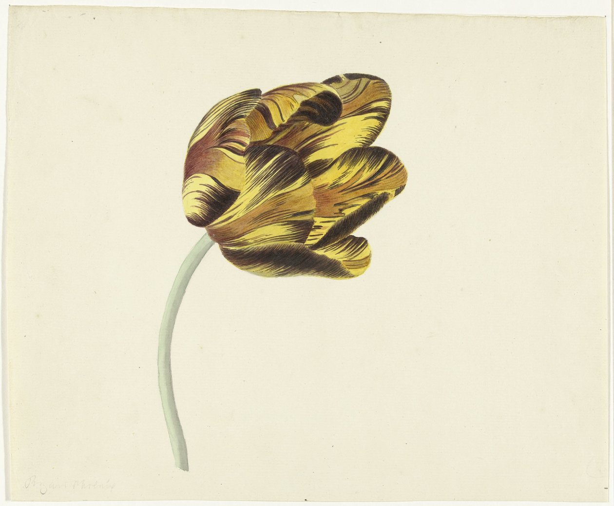 Tulipan kalt Bizard Phoenix av Cornelis van Noorde