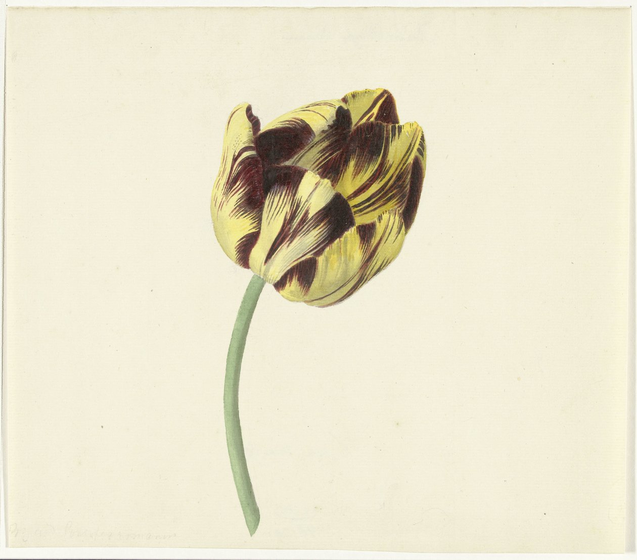 Tulp kalte Bizard den romerske paven av Cornelis van Noorde