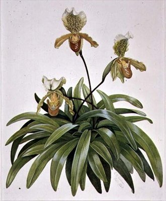 PD.412-1973 Lady Slipper Orchid fra Nepal (Paphiopedilum insigne) av Cornelius B. Durham
