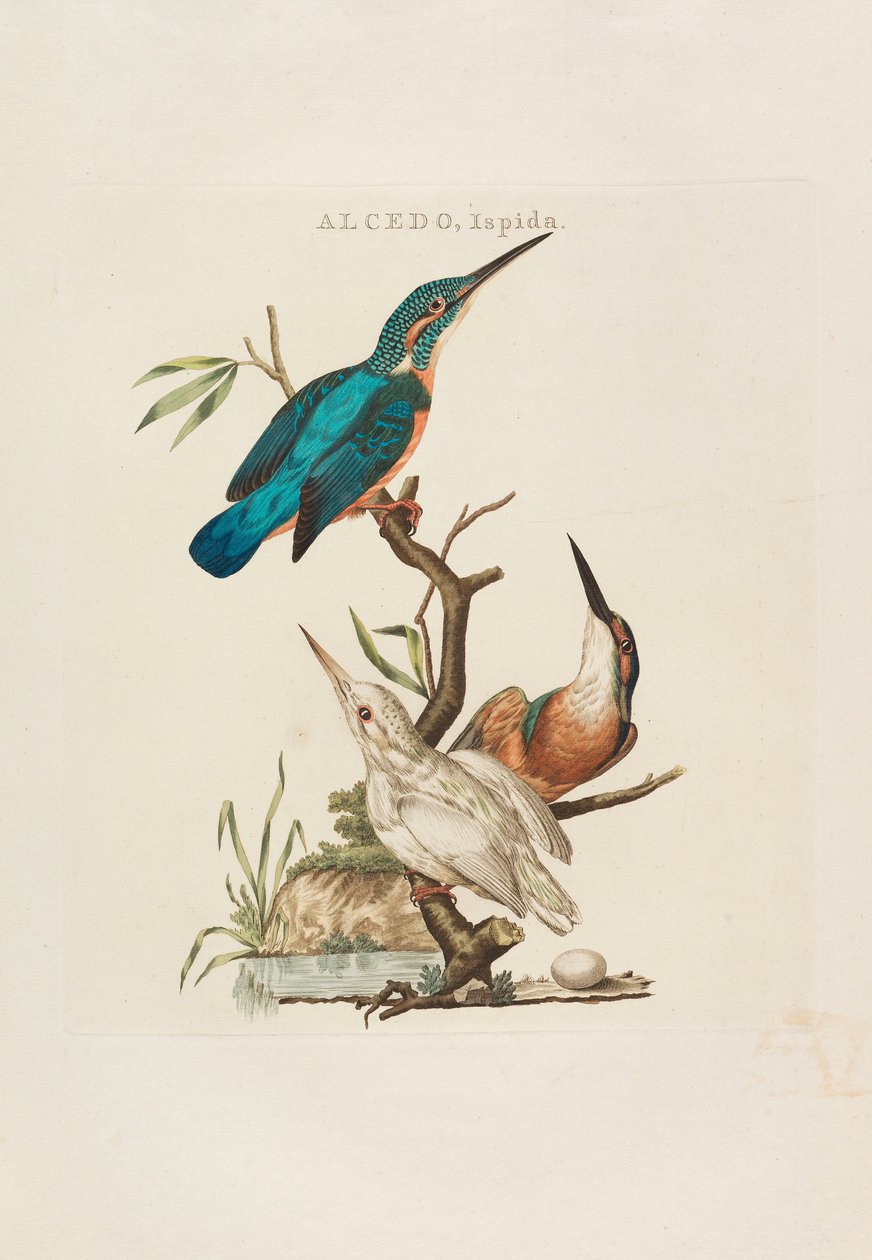 Nederlandske fugler: i henhold til deres husholdning, aert og eiendommer, 1770-1829. av Cornelius Nozeman
