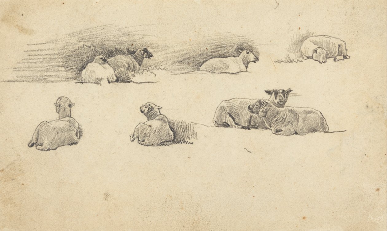 Studie av sauer av Cornelius Varley