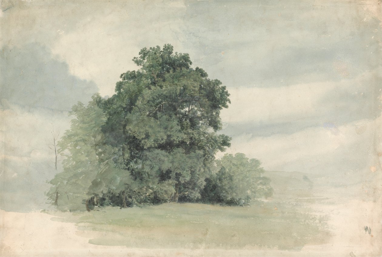 Studie av trær ved kanten av et felt av Cornelius Varley