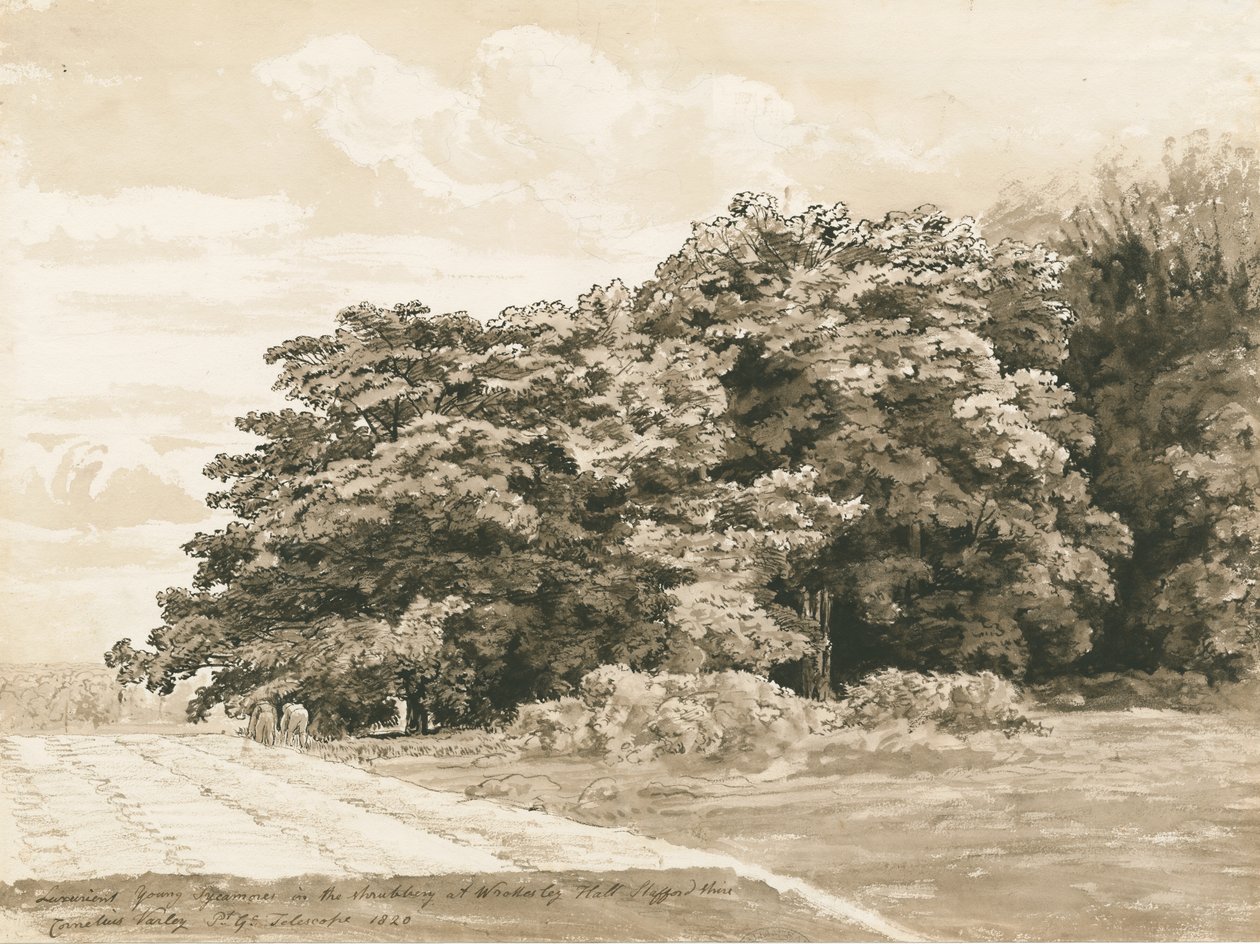 Wrottesley Hall - The Shrubbery: sepia-tegning, 1820 av Cornelius Varley