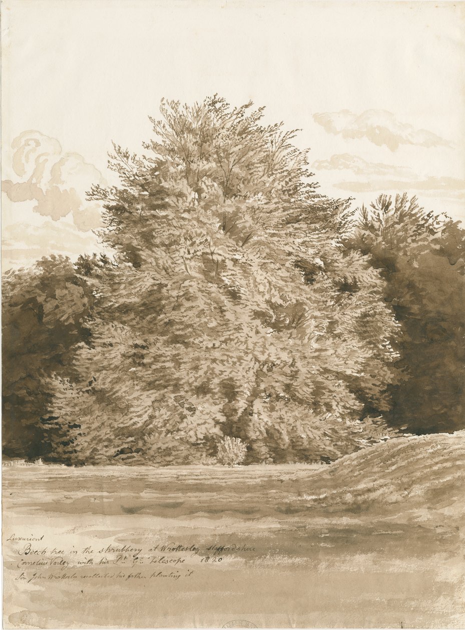 Wrottesley Hall - The Shrubbery: sepia-tegning, 1820 av Cornelius Varley