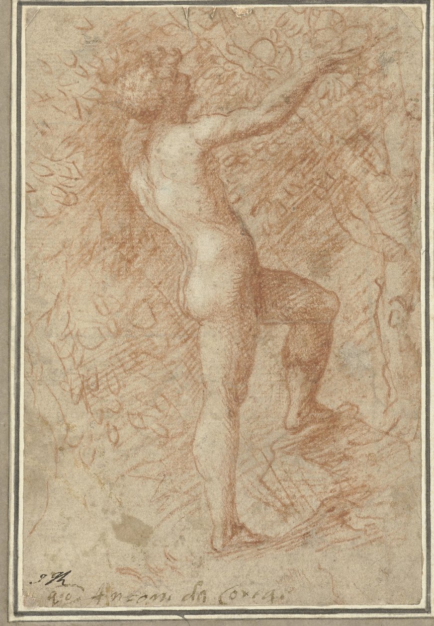 Adam plukker eplet fra treet av Correggio