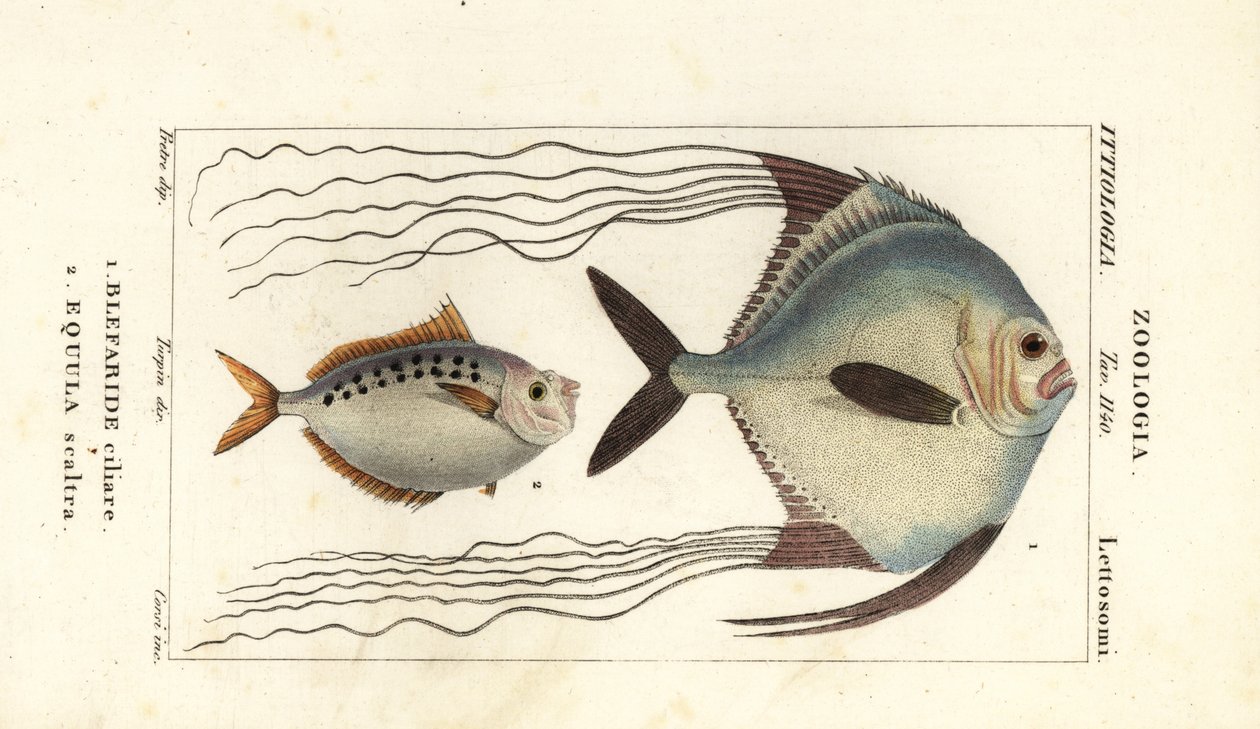 Afrikansk pompano, Alectis ciliaris, Blepharis ciliaris, Blefaride ciliare 1 og hestefisk, Poulain ruse, Leiognathus equulus 2 av Corsi Corsi