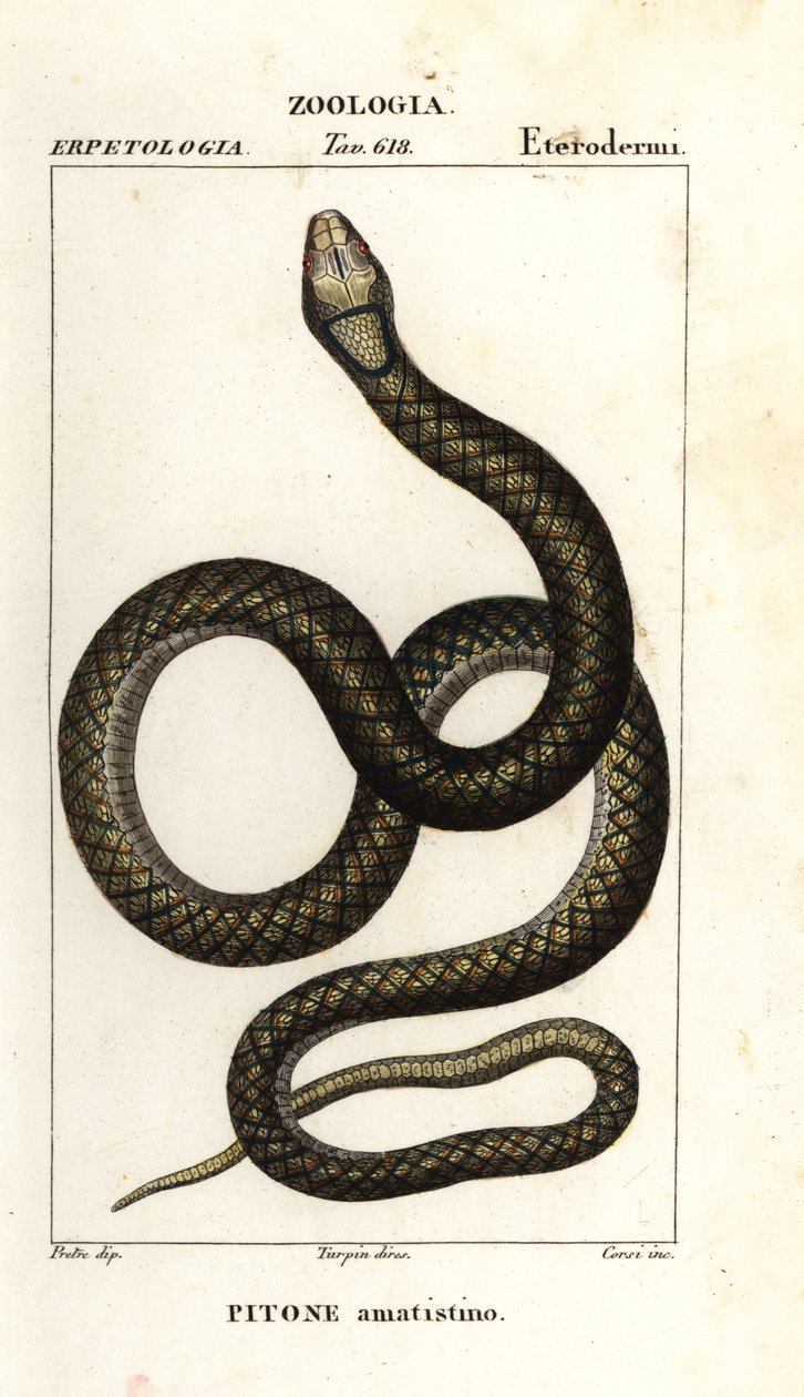 Ametystin python, Simalia amethistina av Corsi Corsi