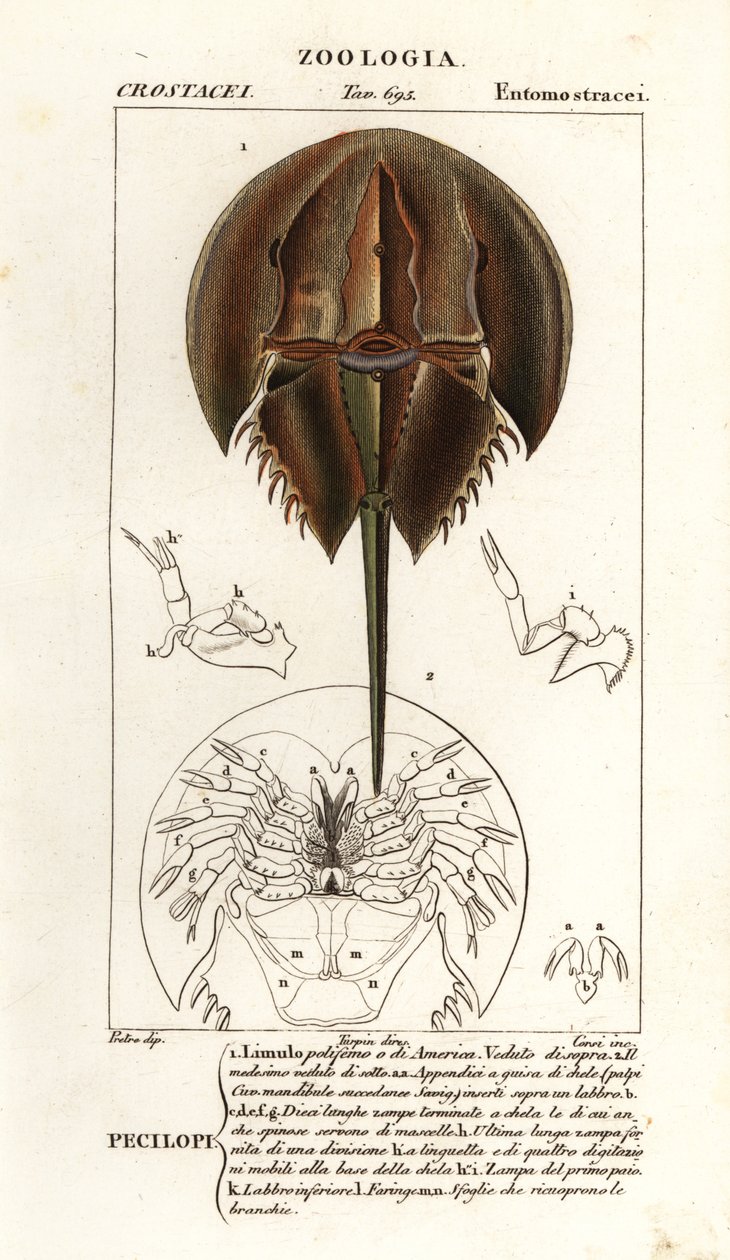 Atlantisk hesteskokrabbe, Limulus polyphemus av Corsi Corsi