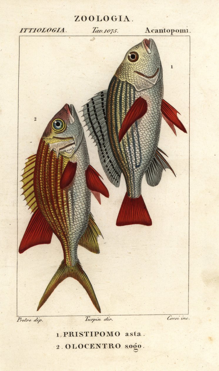 Båndet grynt, Pomadasys furcatus 1, og ekornfisk, Holocentrus ascension 2 av Corsi Corsi