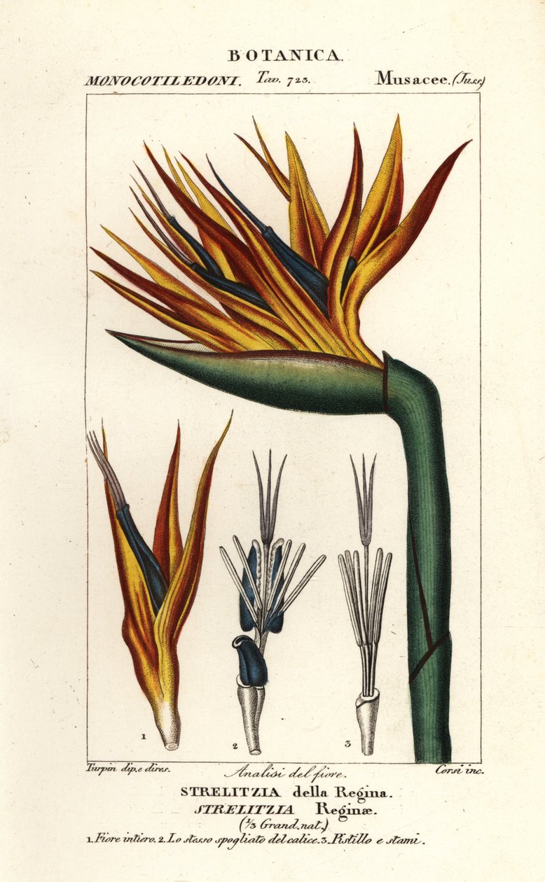Paradisfuglblomst, Strelitzia reginae av Corsi Corsi