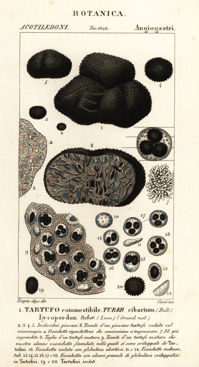Svart trøffel, Tuber melanosporum (matknoll, spiselig trøffel, Lycoperdonknoll) av Corsi Corsi