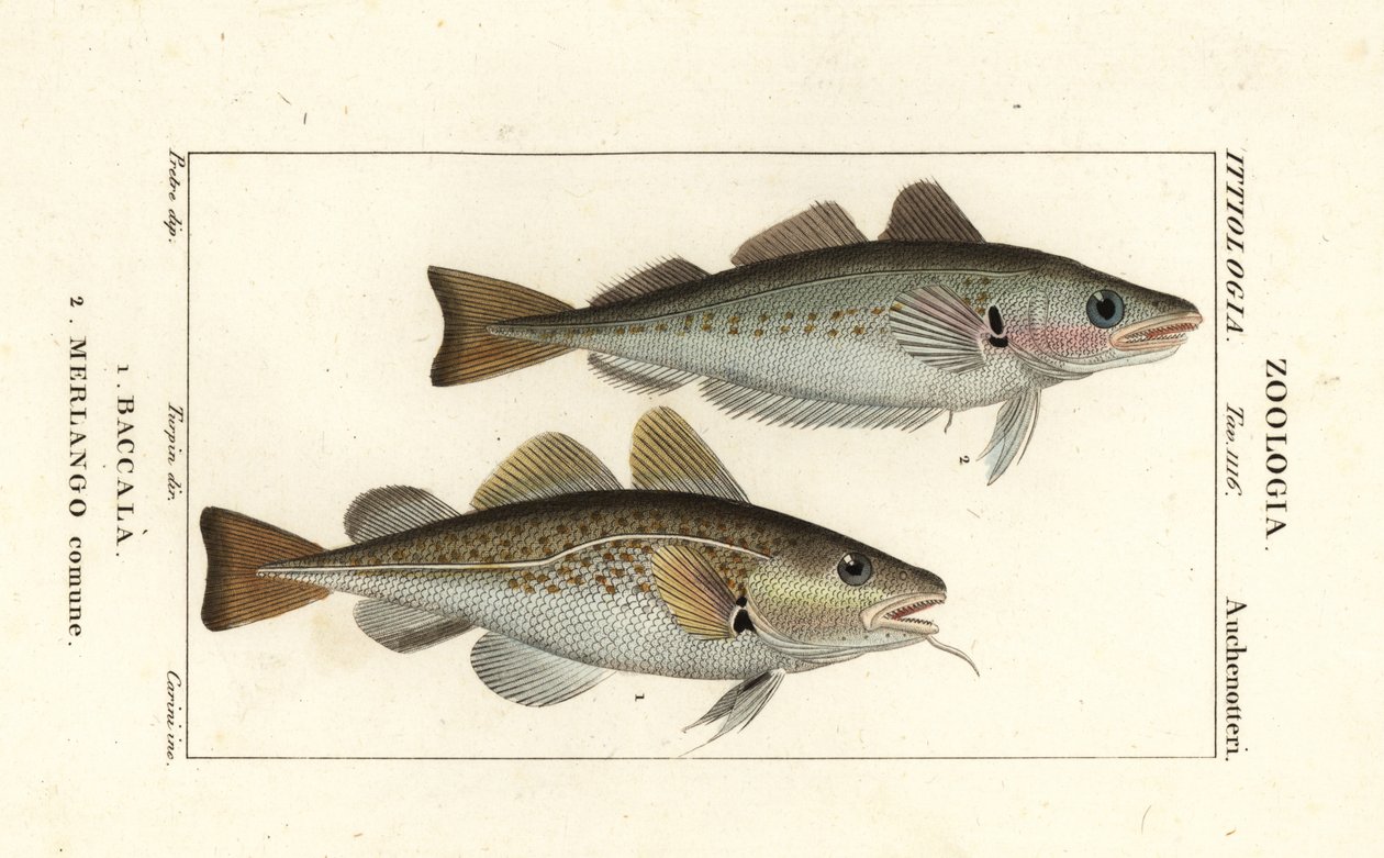 Torskefisk, Gadus morhua, Baccala 1 og hvitting, Merlangius merlangus, Merlango comune 2 av Corsi Corsi