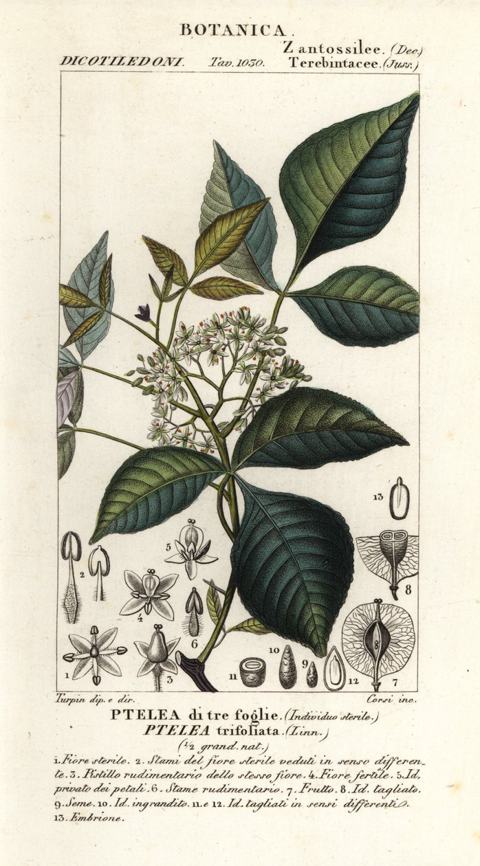 Vanlig humletre, Ptelea trifoliata, Trebladet Ptelea av Corsi Corsi
