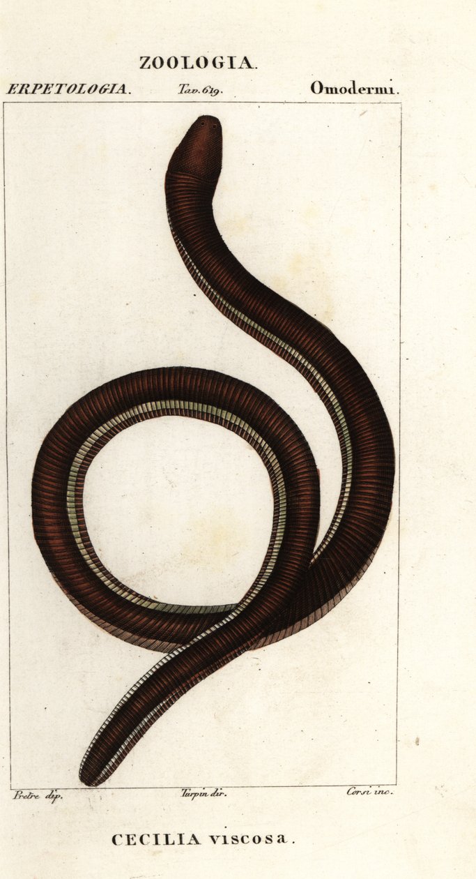 Vanlig gulbåndet caecilian, Ichthyophis glutinosus av Corsi Corsi