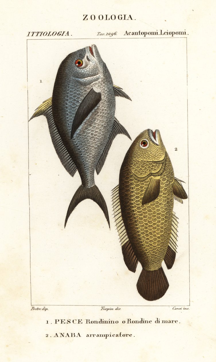 Damselfish, Chromis chromis 1 og klatreabbor, Anabas testudineus 2 av Corsi Corsi