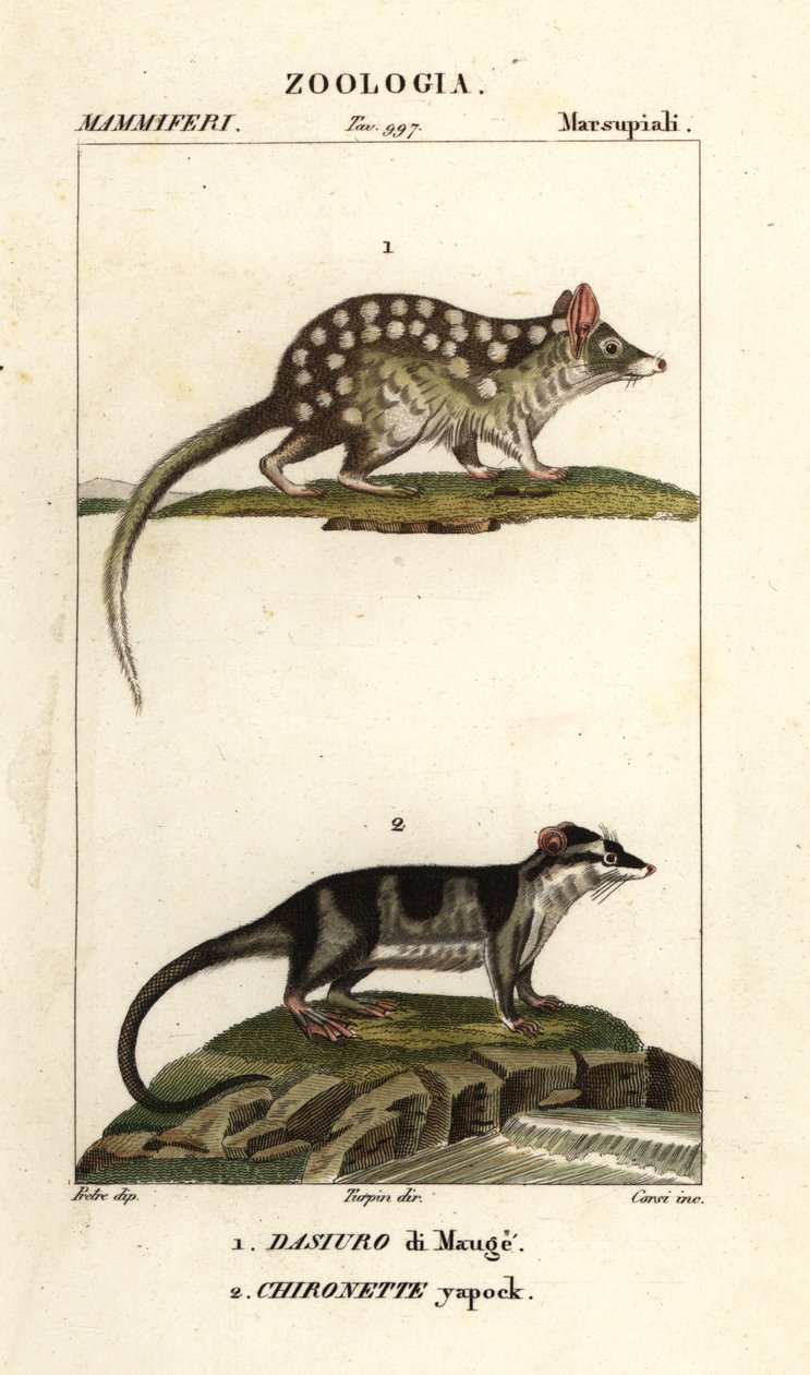 Østlig quoll og vannopossum av Corsi Corsi