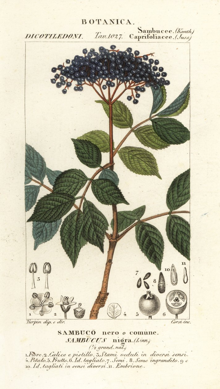 Europeisk svart hyllebær, Sambucus nigra, svart eller vanlig hyllebær av Corsi Corsi