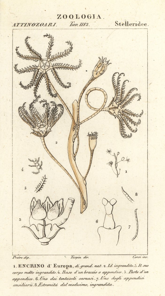 Utdødd crinoid Encrinus, Encrino dEuropa av Corsi Corsi