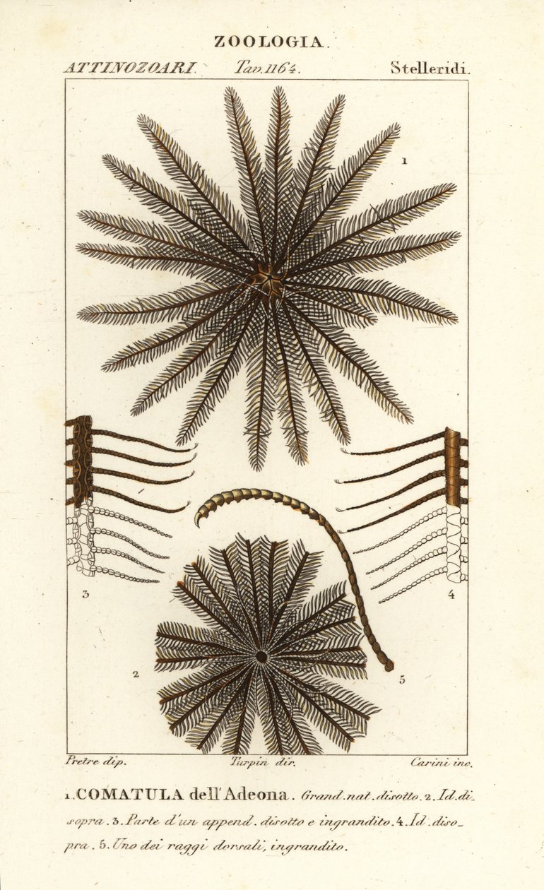 Fjærstjerne crinoid, Oligometrides adeonae, Comatula adeonae, Comatula dellAdeona av Corsi Corsi