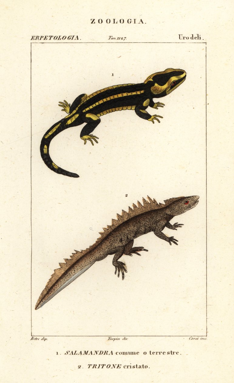 Brannsalamander, Salamandra salamandra 1 og storsalamander, Triturus cristatus (kritisk truet) 2 av Corsi Corsi