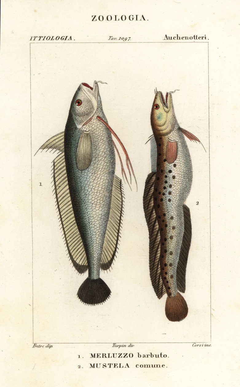 Gaffelskjegg, Phycis phycis 1 og femskjegg rockling, Ciliata mustela av Corsi Corsi