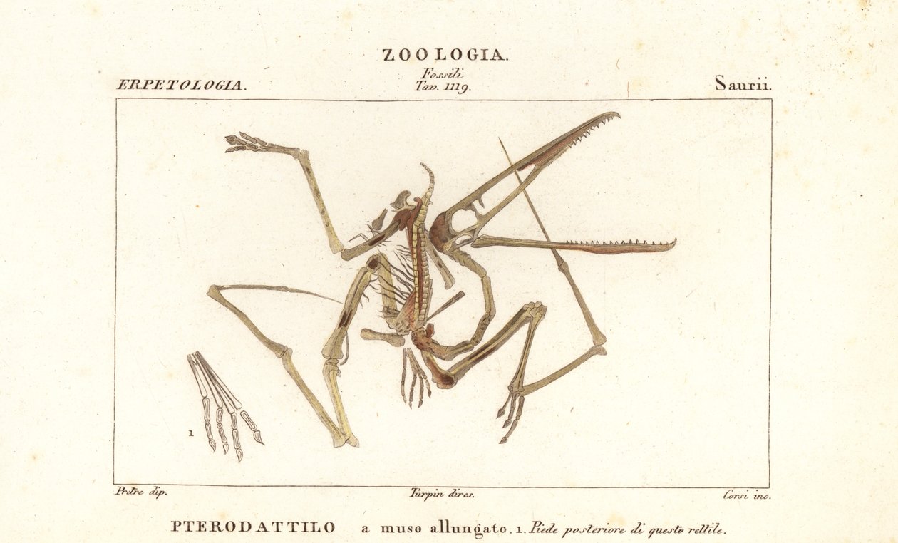 Fossilt skjelett av en utdødd pterodactyl, Pterodactylus antiquus av Corsi Corsi