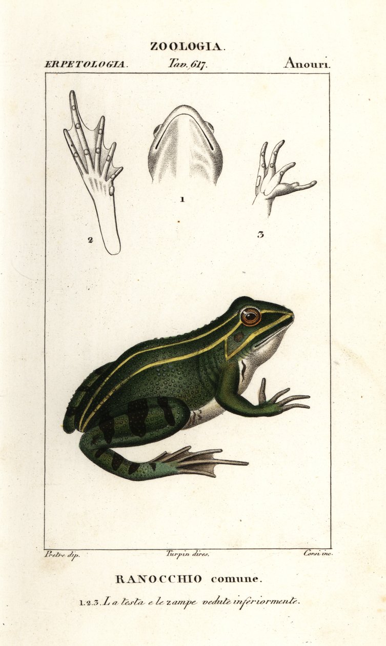 Grønn frosk, Pelophylax kl esculentus av Corsi Corsi