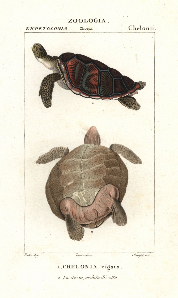 Grønn havskilpadde, Chelonia mydas truet av Corsi Corsi