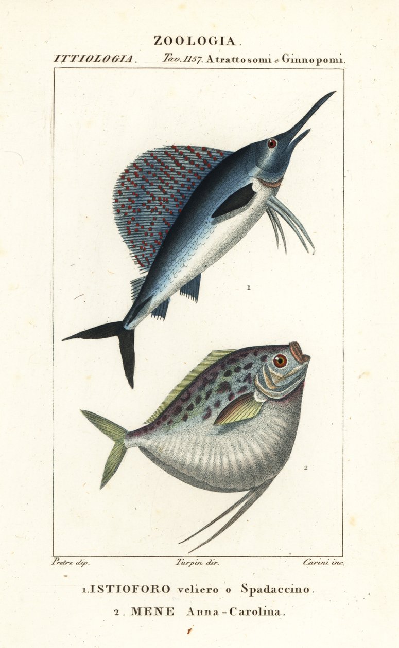 Indo-Stillehavsseilfisk, Istiophorus platypterus 1, og månefisk, Mene maculata 2 av Corsi Corsi