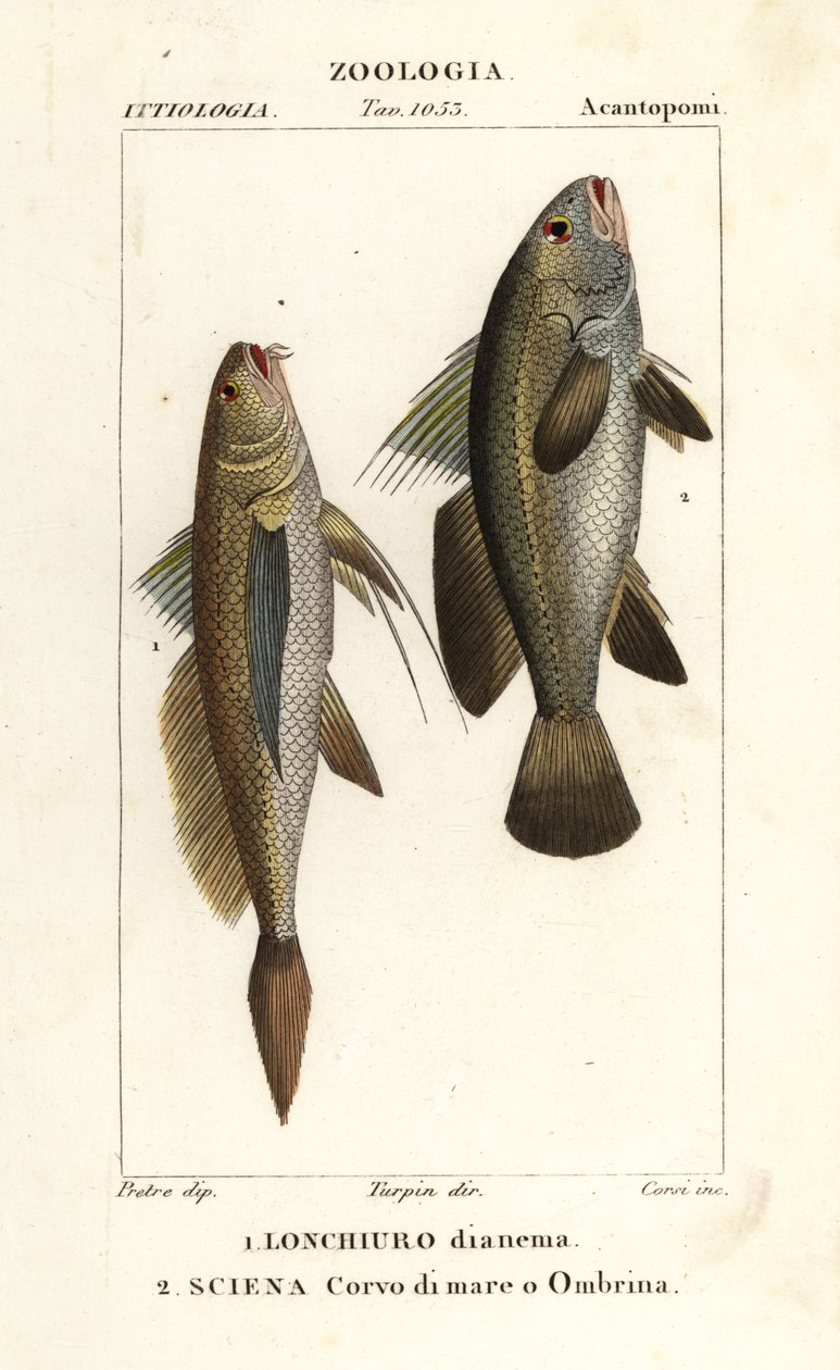 Longtail croaker, Lonchurus lanceolatus 1 og mager, craaker, steinbass, shadefish, Argyrosomus regius 2 av Corsi Corsi