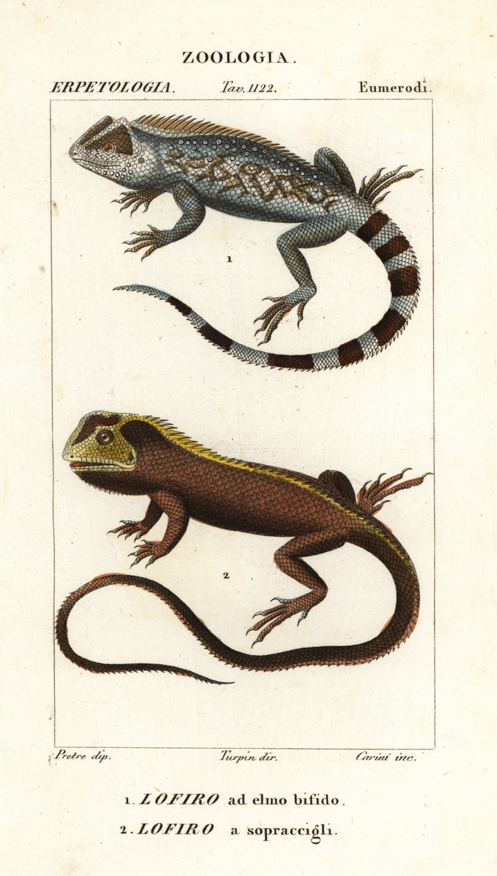Lyreshead øgle, Lyriocephalus scutatus 1 og dykkerøgle eller mophead leguan, Uranoscodon superciliosus 2 av Corsi Corsi