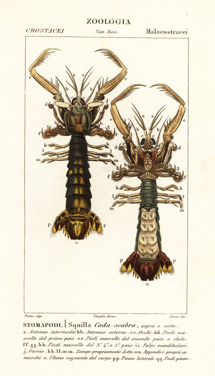 Mantis-reker, Lysiosquilla scabricauda av Corsi Corsi