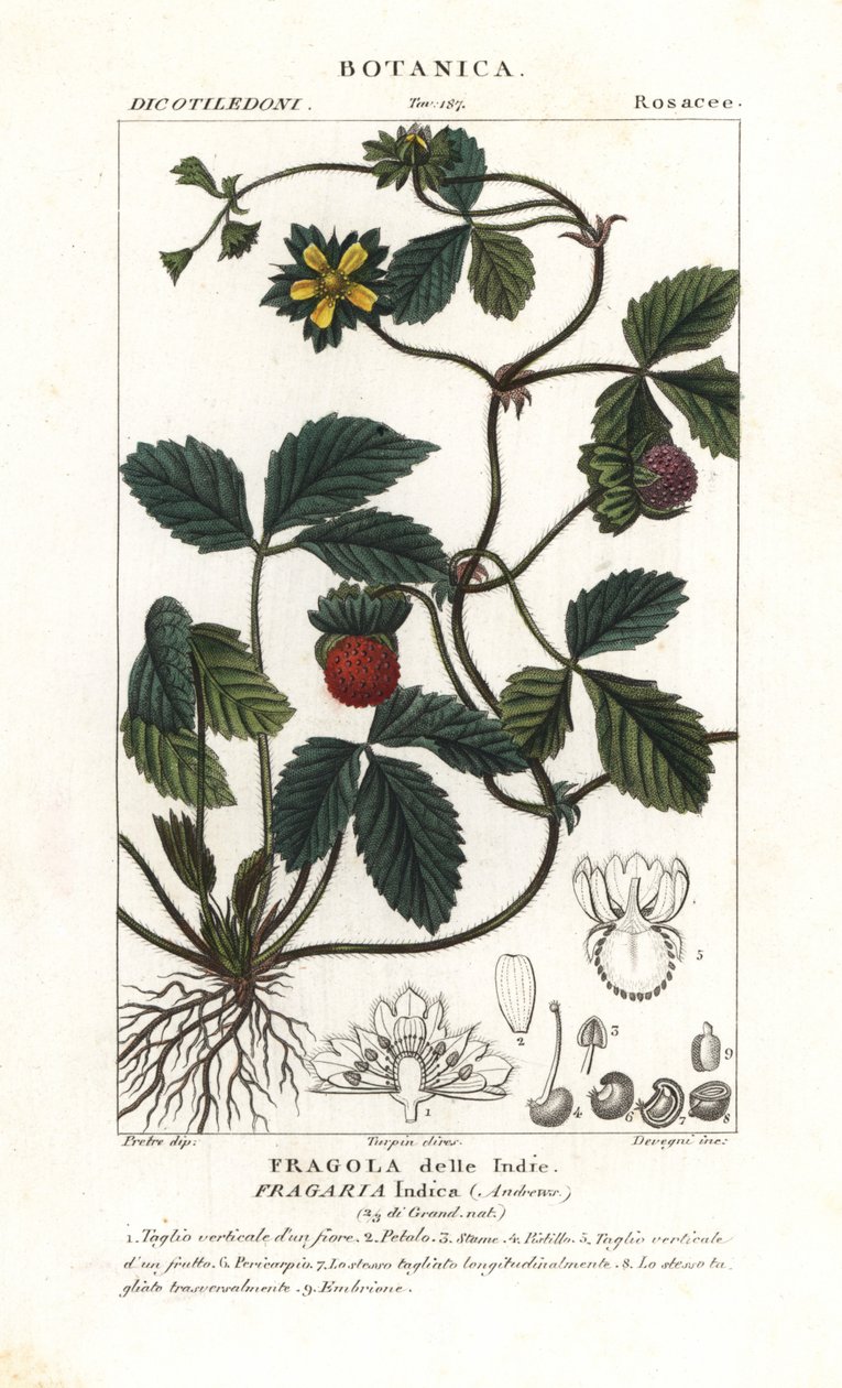 Hånt jordbær, Potentilla indica av Corsi Corsi