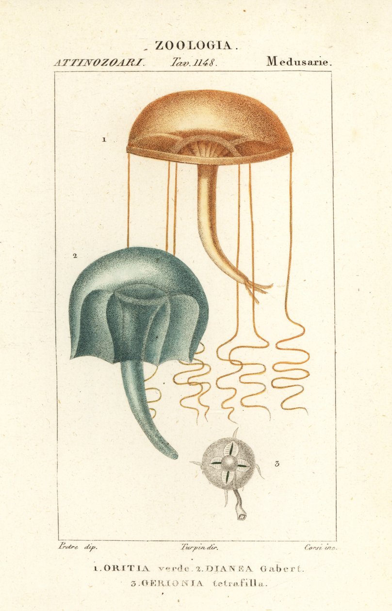 Medusa med blotte øyne, Orythia viridis, Oritia verde 1 og hydrozoans, Geryonia proboscidalis, Dianea gabert 2 og Liriope tetraphylla, Gerionia tetrafilla 3 av Corsi Corsi