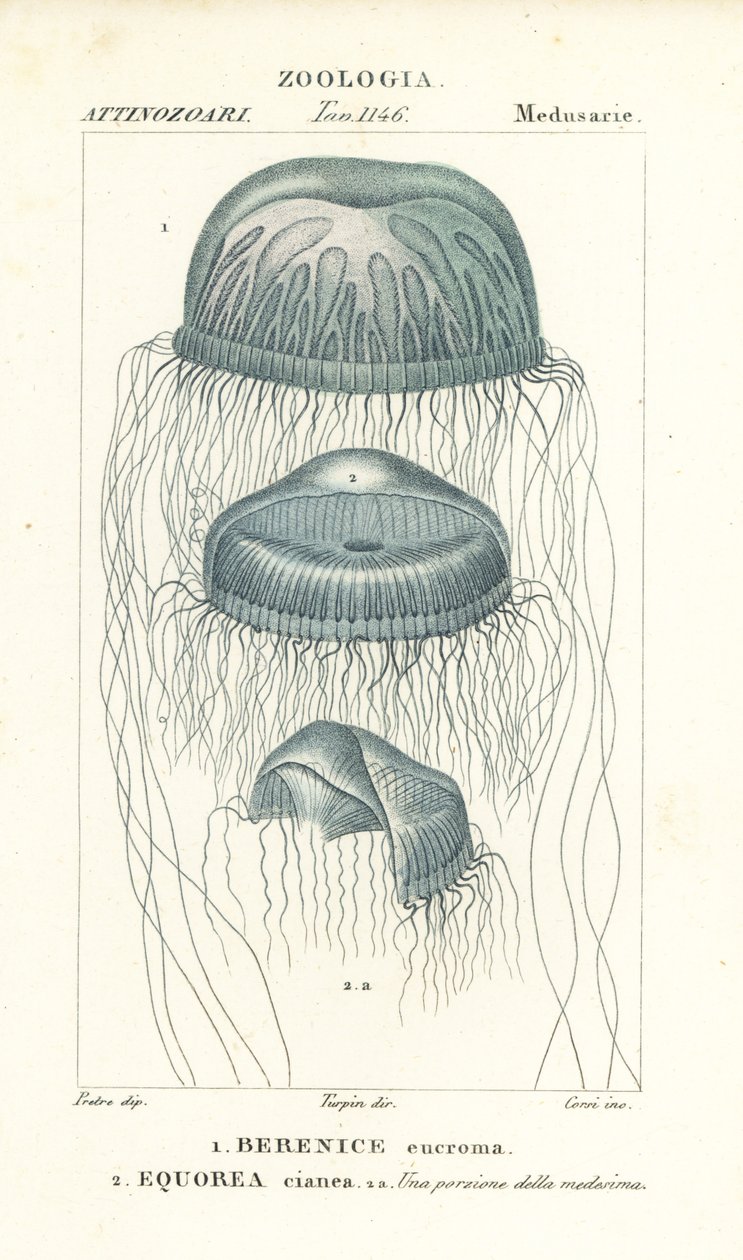 Medusa-maneter med blotte øyne, Berenix euchroma 1 og krystallgelé, Aequorea cyanea 2 av Corsi Corsi