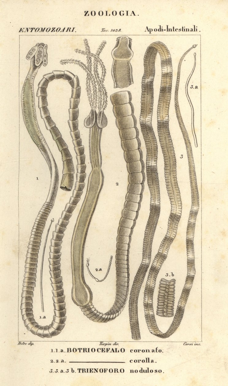 Parasittiske ormer og bendelorm, Bothriocephalus coronatus 1, Bothriocephalus corolla 2, og gjeddebendelorm, Triaenophorus nodulosus 3 av Corsi Corsi