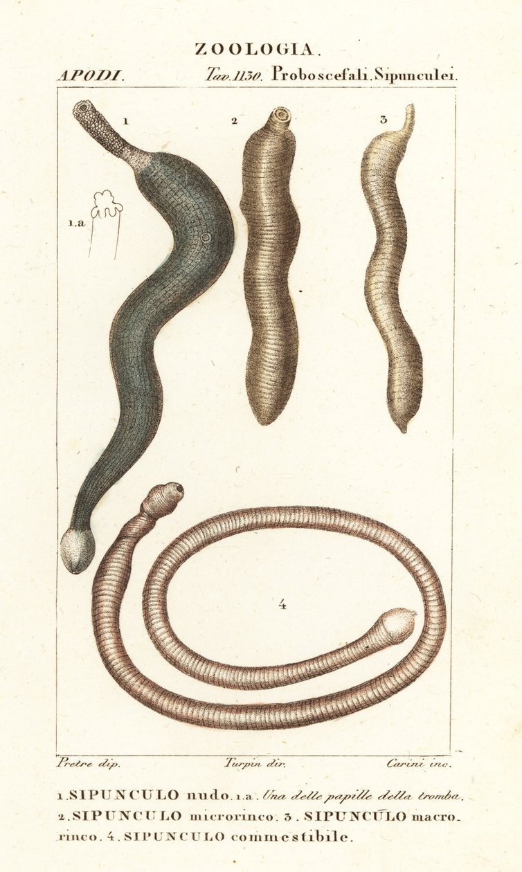 Peanøttormer, Sipunculus nudus 1, Siphonosoma cumanense 4 osv. av Corsi Corsi