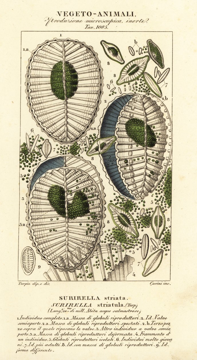 Plankton, Surirella striatula, Surirella striata av Corsi Corsi