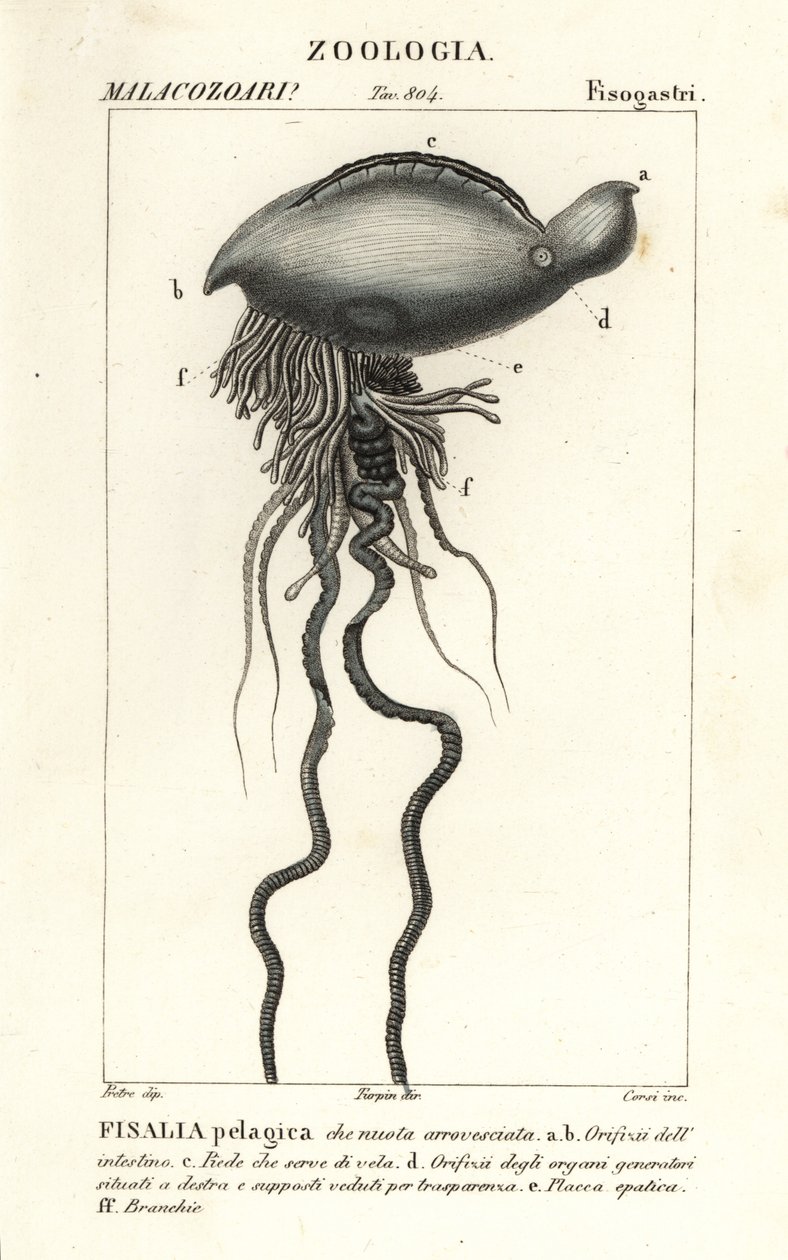 Portugisisk krigsmann, Physalia physalis av Corsi Corsi