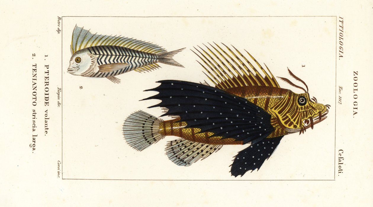Rød løvefisk, Pterois volitans, Pteroide volante 1 og blå blanquillo, Taenianotus latovittatus, Tenianoto striata larga 2 av Corsi Corsi