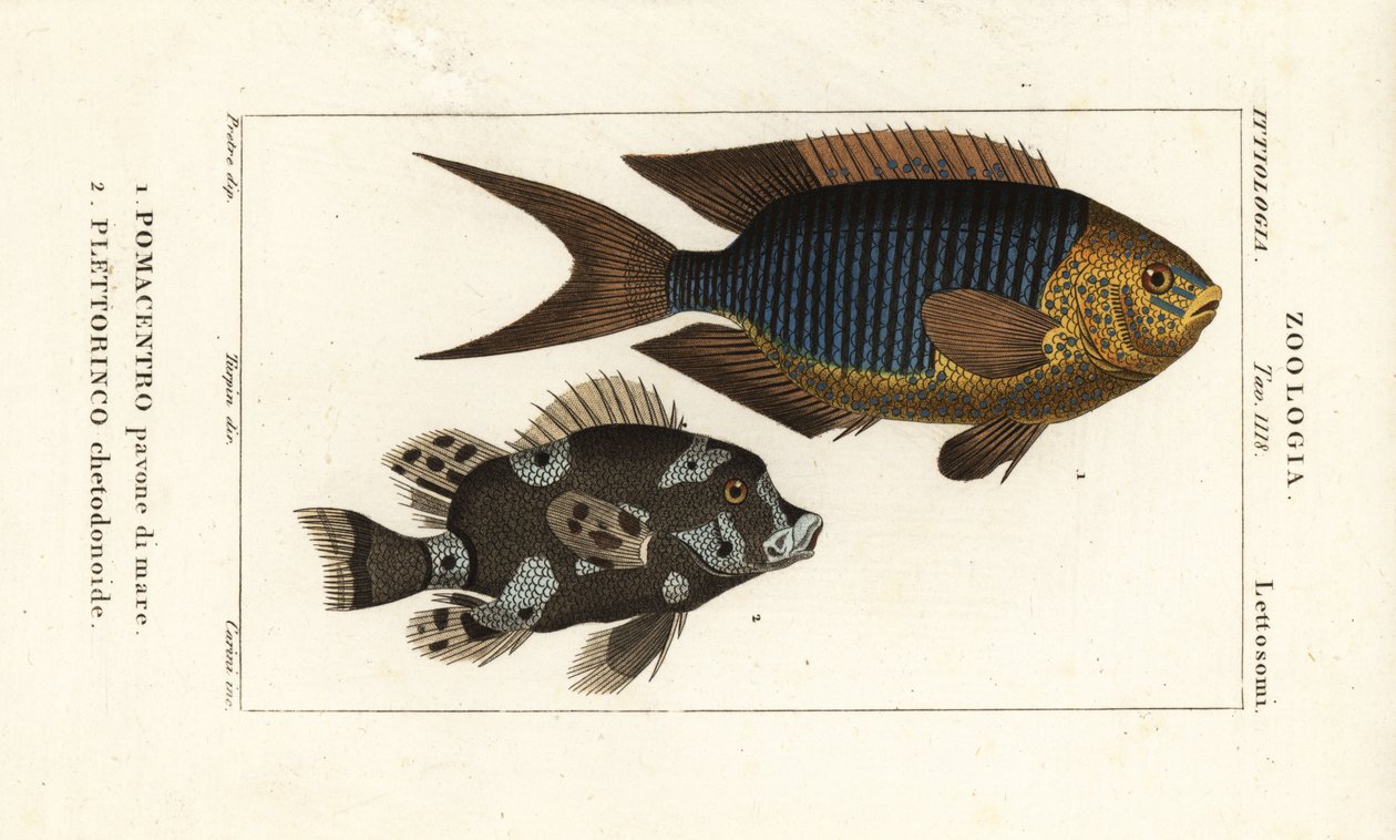 Sapphire damsel, Pomacentrus pavo, pavone di mare 1 og harlequin sweetlips, Plectorhinchus chaetodonoides, Plettorinco chetodonoides 2 av Corsi Corsi