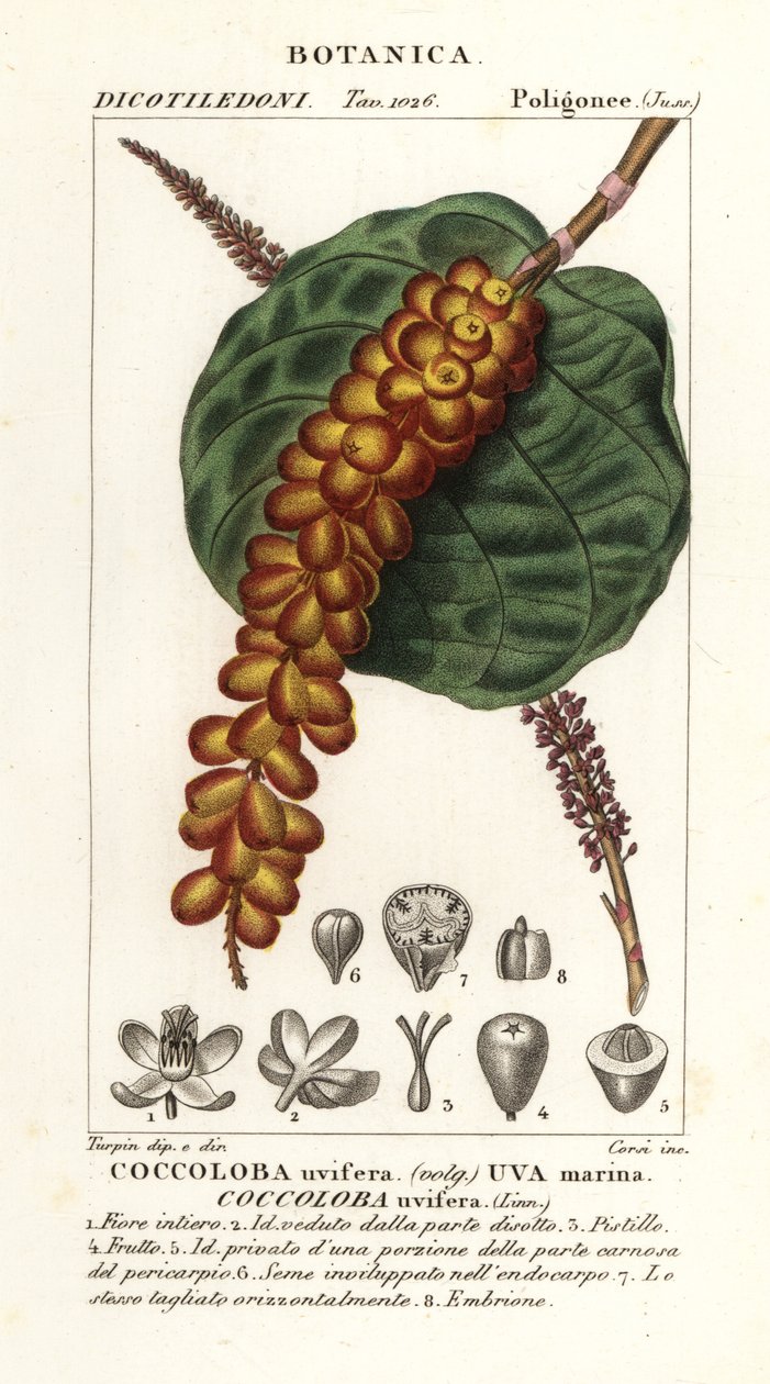 Seagrape eller baygrape, Coccoloba uvifera, Sea drue av Corsi Corsi