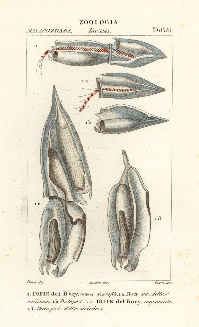 Siphonophores, Diphyes dispar, Diphyes boryi, Difie del Bory av Corsi Corsi