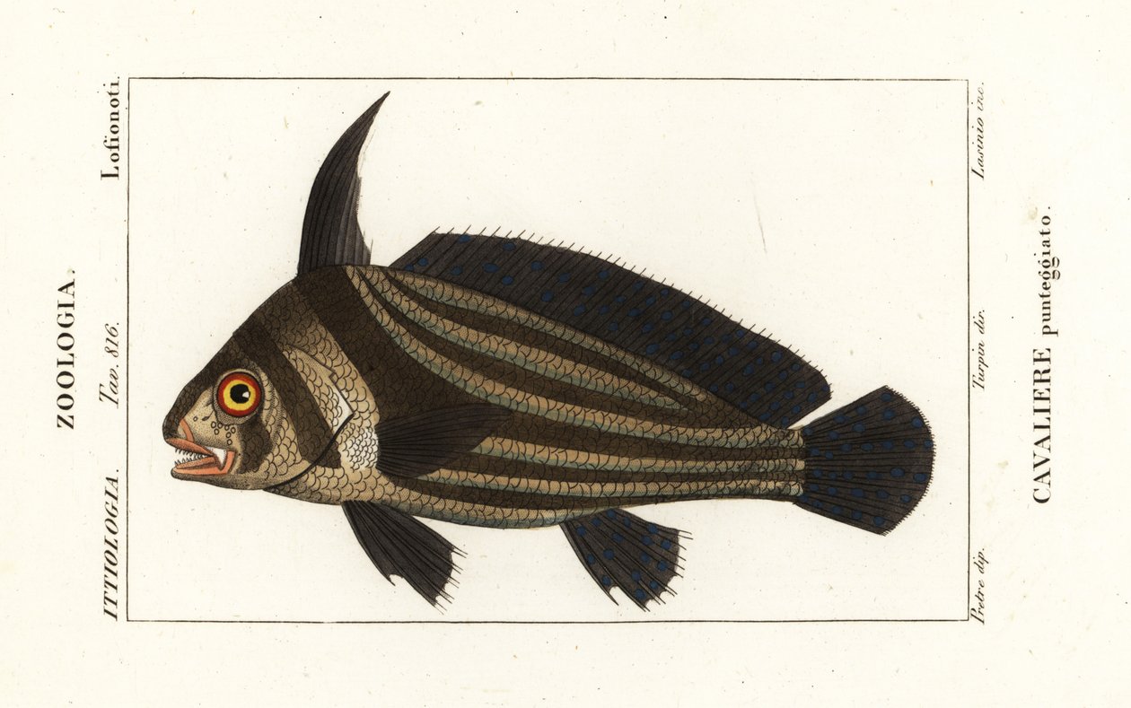 Flekktromme, Equetus punctatus Eques punctatus, Cavaliere punteggiato av Corsi Corsi