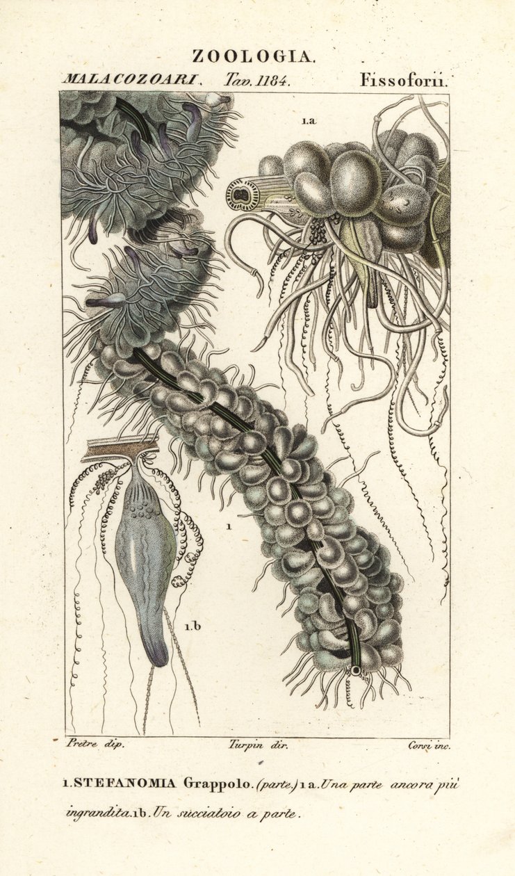 Strengemaneter, Apolemia uvaria (Stephanomia uvaria, Stefanomia-gjeng) av Corsi Corsi
