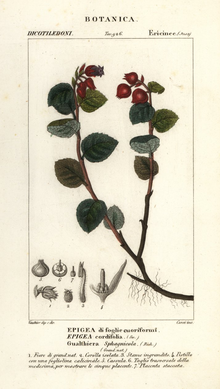 Tebær, Gaultheria domingensis av Corsi Corsi