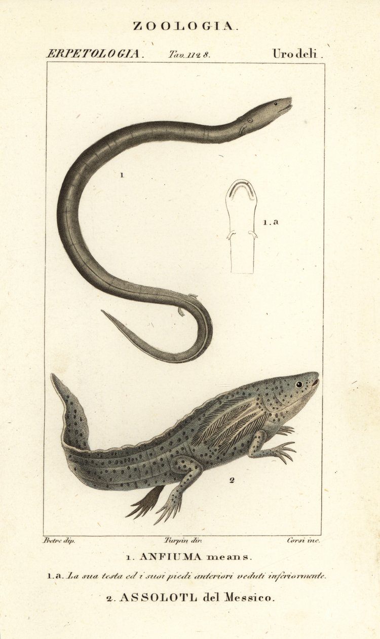To-tået amphiuma, Amphiuma betyr, Anfiuma betyr 1, og kritisk truet axolotl eller meksikansk vandrefisk, Ambystoma mexicanum, Assolotl del Messico 2 av Corsi Corsi
