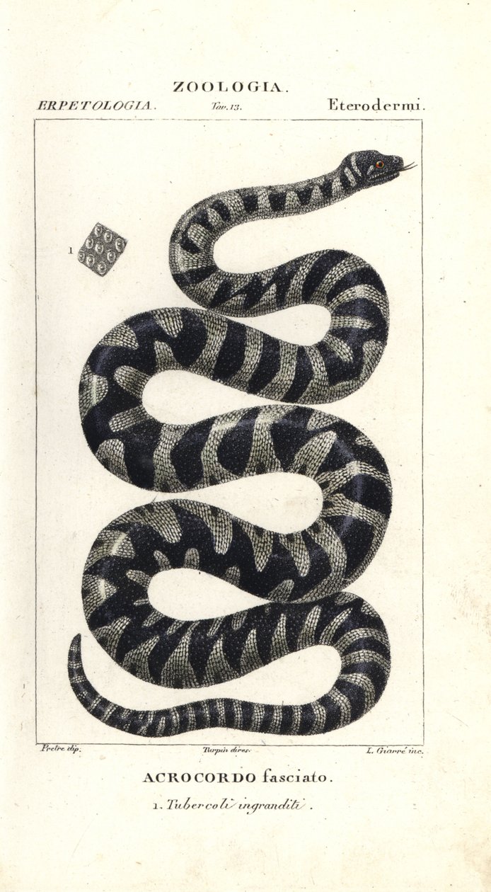 Vorteslange eller liten filslange, Acrochordus granulatus av Corsi Corsi