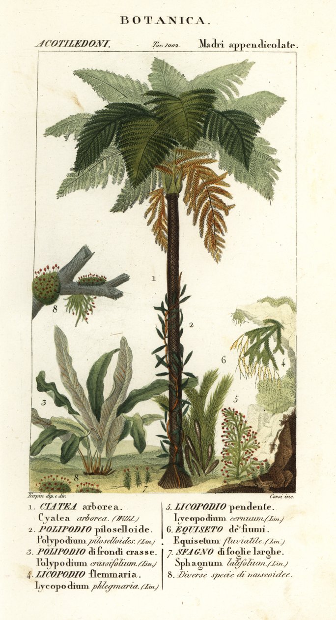 Vestindisk trebregne, Cyathea arborea, vinbregne, Microgramma piloselloides 2, grasiøs bregne, Niphidium crassifolium 3, grov duskbregne, Huperzia phlegmaria 4, staghorn clubmoss, Lycopodiella cernua 5, vann kjerringrokk av Corsi Corsi